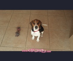 Cachorro macho beagle 4 meses