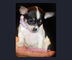 Regalo Chihuahua cachorros para adopcion gratis !!!